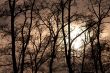 Dark woods