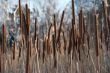 Bulrush