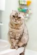 Grey cat in a bathroom