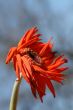Wilting Flower
