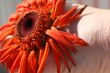 Wilting Flower
