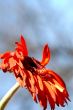 Wilting Flower