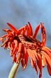 Wilting Flower