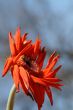 Wilting Flower