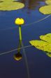 Yellow flower on a pond