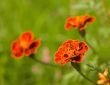 Three red marigold