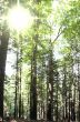 Forest landscape