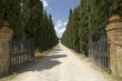 Road with cypresses in Tuscany