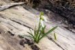Snowdrop