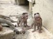 Monkey Macaca Babies in Indian Town