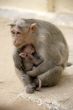 Monkey Macaca Family in Indian Town