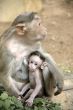 Monkey Macaca Family in Indian Town