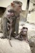 Monkey Macaca Family in Indian Town