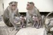 Monkey Macaca Family in Indian Town