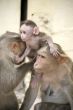 Monkey Macaca Family in Indian Town