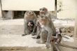 Monkey Macaca Family in Indian Town