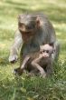 Monkey Macaca in India