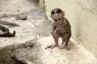 Monkey Macaca Baby in Indian Town