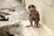 Monkey Macaca Baby in Indian Town