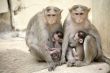 Monkey Macaca Family in South Indian Town