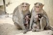 Monkey Macaca Family in South Indian Town