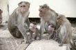 Monkey Macaca Family in Indian Town