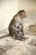 Monkey Macaca Family in Indian Town