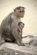 Monkey Macaca Family in Indian Town