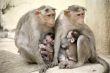 Monkey Macaca Family in South Indian Town