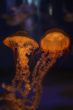 Sea Nettle Jellyfish