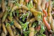 Carrots