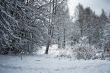 Winter landscape