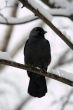 jackdaw in winter