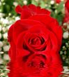 Red rose