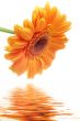 Flower Gerbera