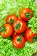 Fresh salad with tomatoes