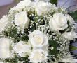 white roses