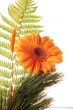 Flower Gerber