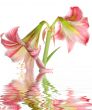 Lilly