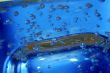 Blue water with bubbles