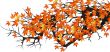 autumn leaves