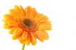 Flower Gerber