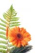 Flower Gerbera