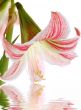 Lilly