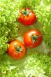Fresh salad with tomatoes