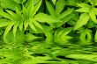 Green leafs