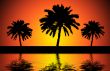 Sunset trees