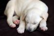 Sleeping Labrador puppy