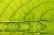 GREEN LEAF BACKGROUND