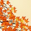 autumn leaves
